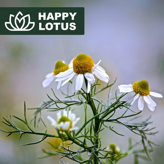 Close-up van kamillebloemen met fijne groene blaadjes tegen een zachte, vervaagde achtergrond. Happy Lotus logo.