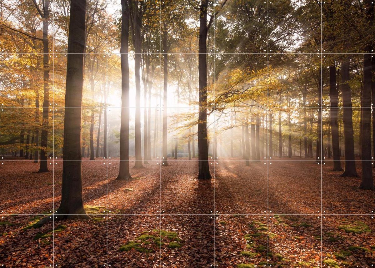 IXXI Autumn in the Forest, Claire Droppert - 140 x 100 cm - Gratis ophangtool - Grote wanddecoratie en posters - Naturalisme, Impressionisme