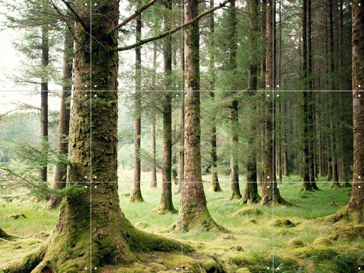 IXXI Forest, Claire Droppert - 80 x 60 cm - Gratis ophangtool - Grote wanddecoratie en posters - Minimalisme, Fotografie, Naturalisme, Realisme