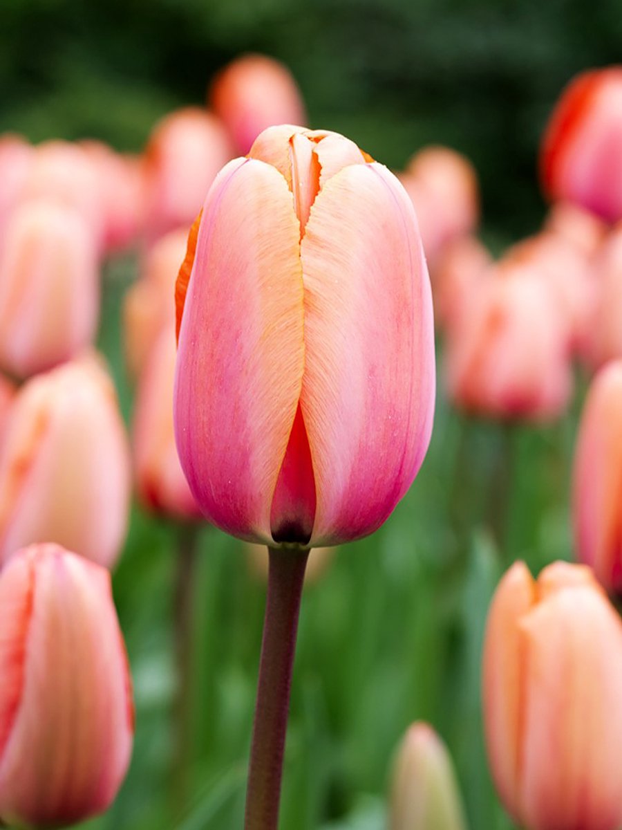 20x Tulpen 'Apricot impression' - BULBi® Bloembollen met bloeigarantie