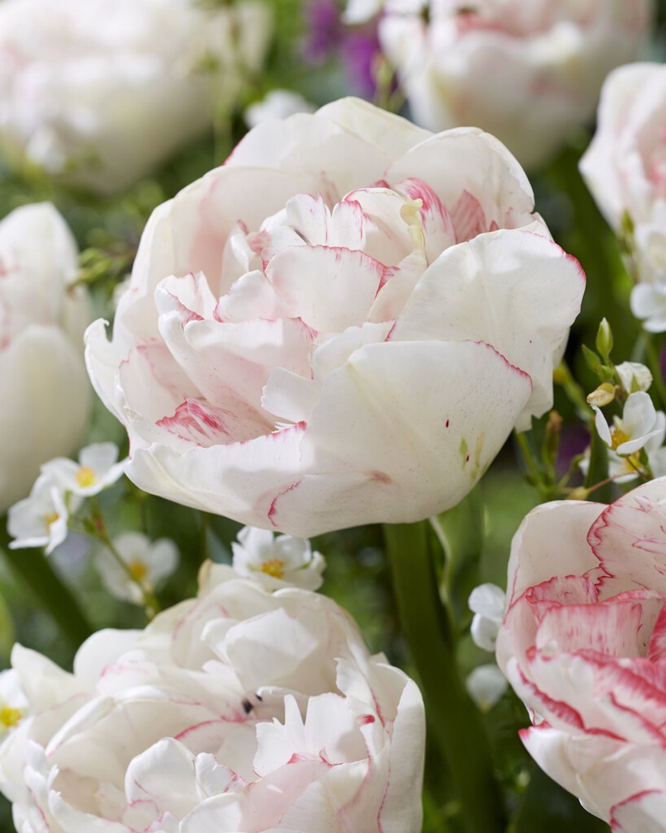 5x Tulpen 'Wild romance' - BULBi® Bloembollen met bloeigarantie