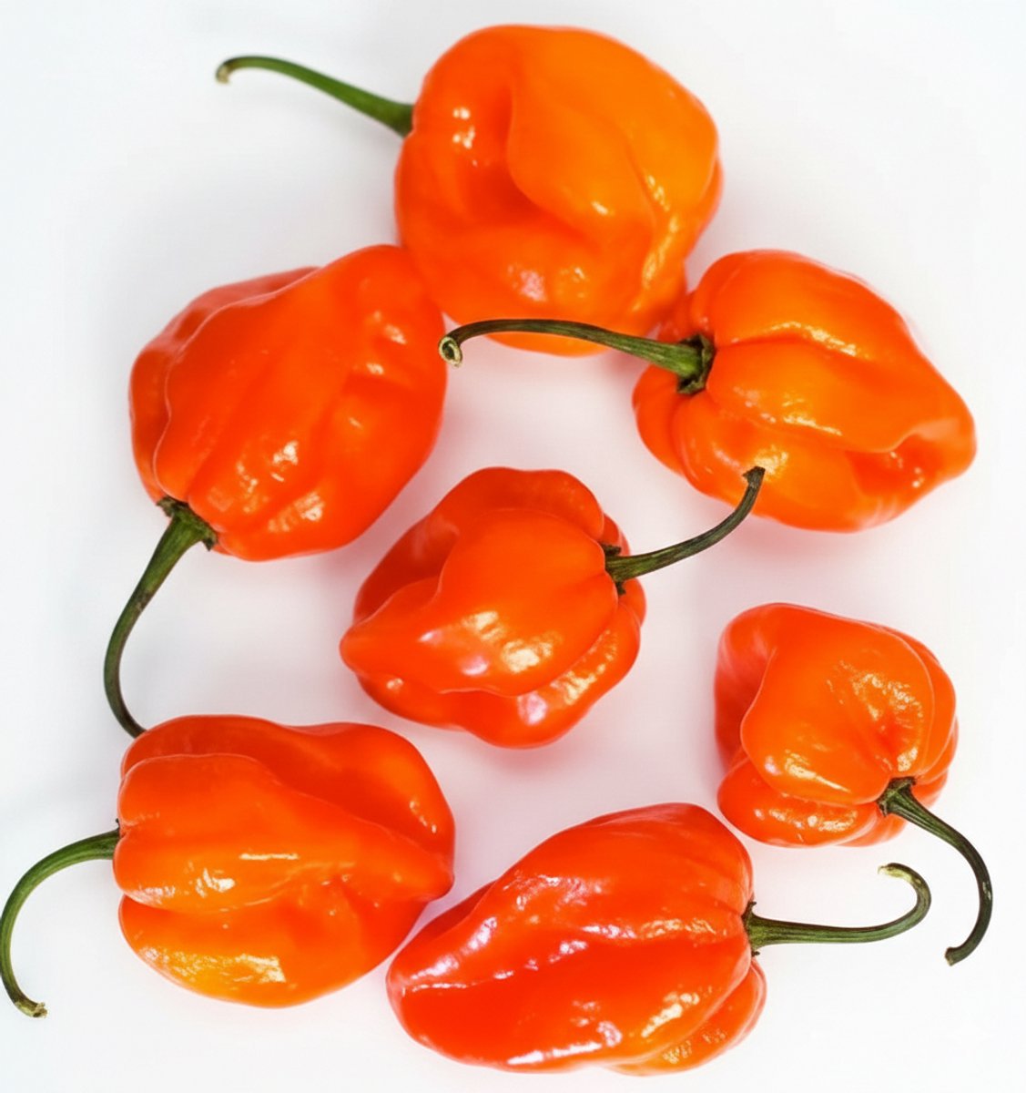 Verse rode habanero chilipepers - 100g - extreem scherpe hete peper - ultra pittig - vers verpakt - ideaal voor sambal, salsa en hete sauzen - premium kwaliteit chili peper - 100 gram met Kajal Sticker