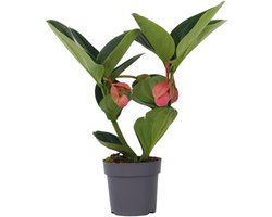 Bloeiende Kamerplant Medinilla Magnifica 'Lambada' - Tropisch Groen met Roze Bloemen - Hoogte 40-50 cm