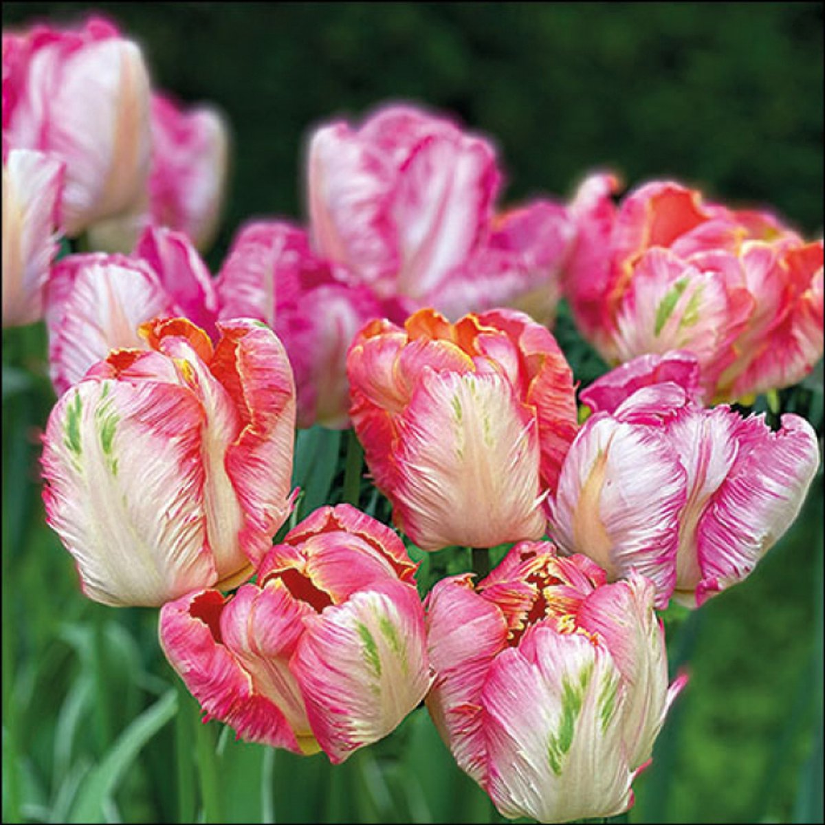 Ambiente - Lunch servetten - Parrot tulips