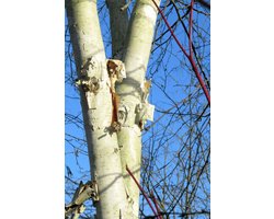 Jonge Himalayaberk boom | Betula utilis 'Doorenbos' | 100-150cm hoogte
