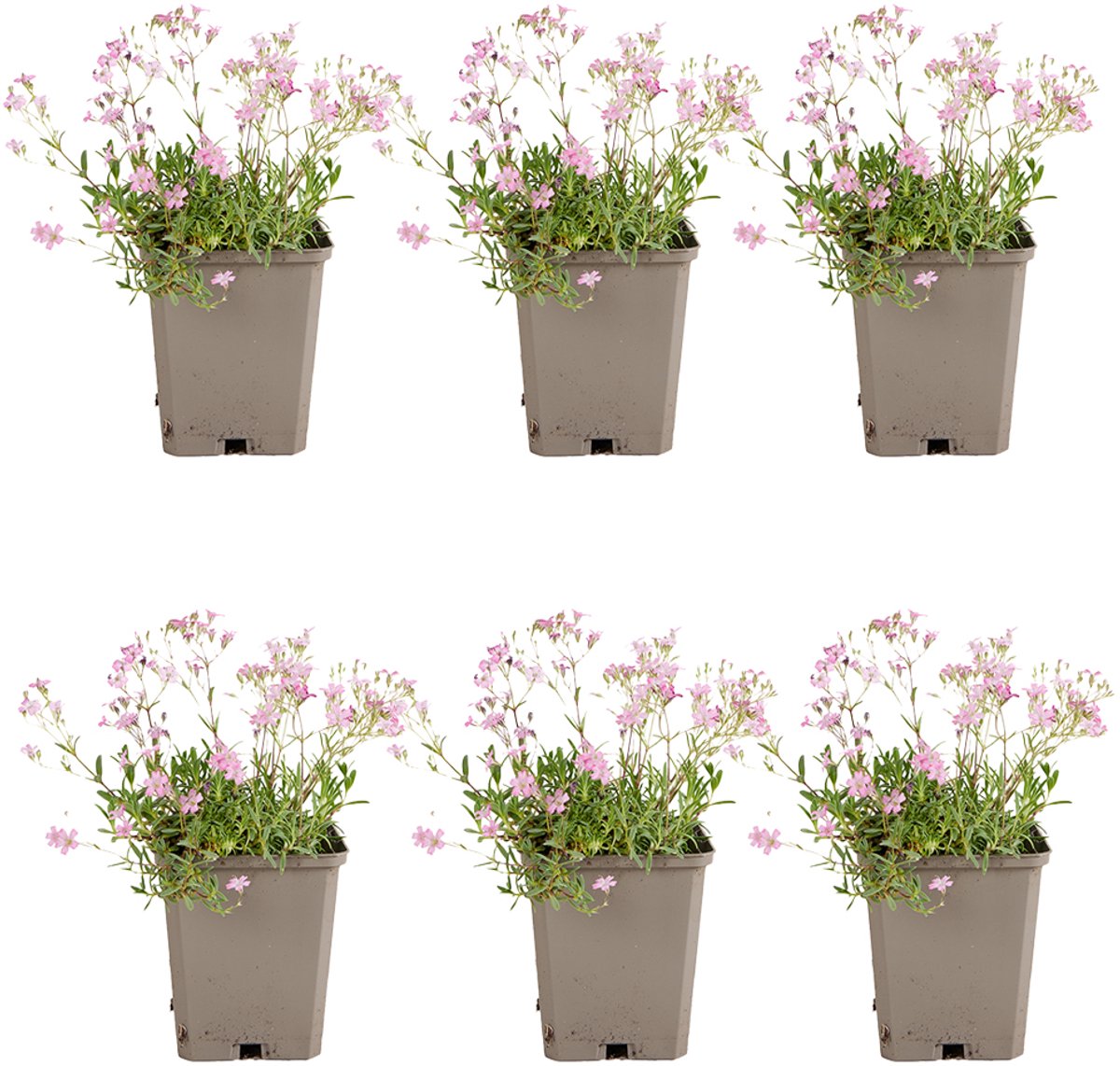 Bloomique - Set van 6 - Gypsophila Repens Rosea - Kruipend gipskruid - Rijkbloeiend - Winterhard - Vaste plant - 10-20 cm hoog - 9 cm pot