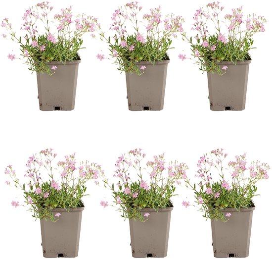 Bloomique - Set van 6 - Gypsophila Repens Rosea - Kruipend gipskruid - Rijkbloeiend -...