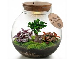 vdvelde.com - Bonsai terrarium ecosysteem - Gesloten planten terrarium zelfvoorzienend - Onderhoudsvriendelijk mini ecosysteem in glas - Ø25 cm