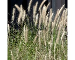 Lampiongras 'Hameln' (Pennisetum al. Hameln) - Pennisetum alopecuroides Hameln - Lampenpoetsersgras - Vaste planten