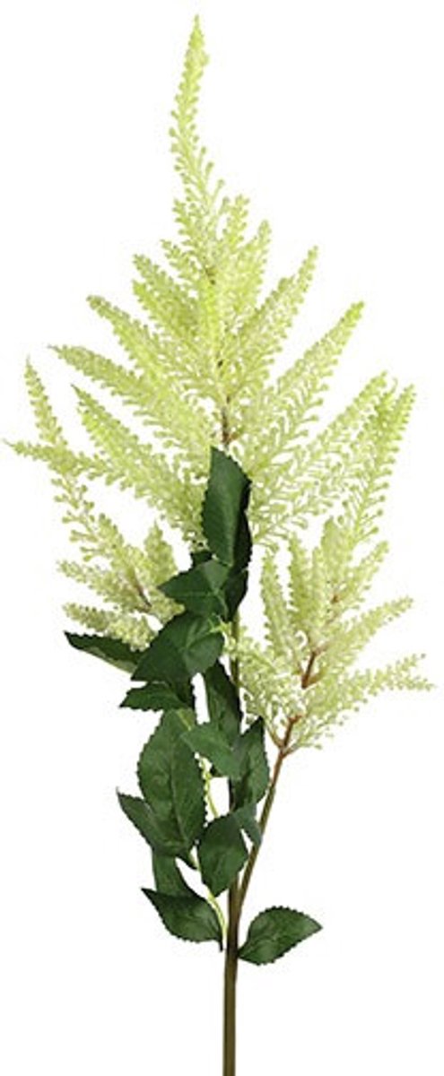 Countryfield Astilbe Wit - Zijdenbloem