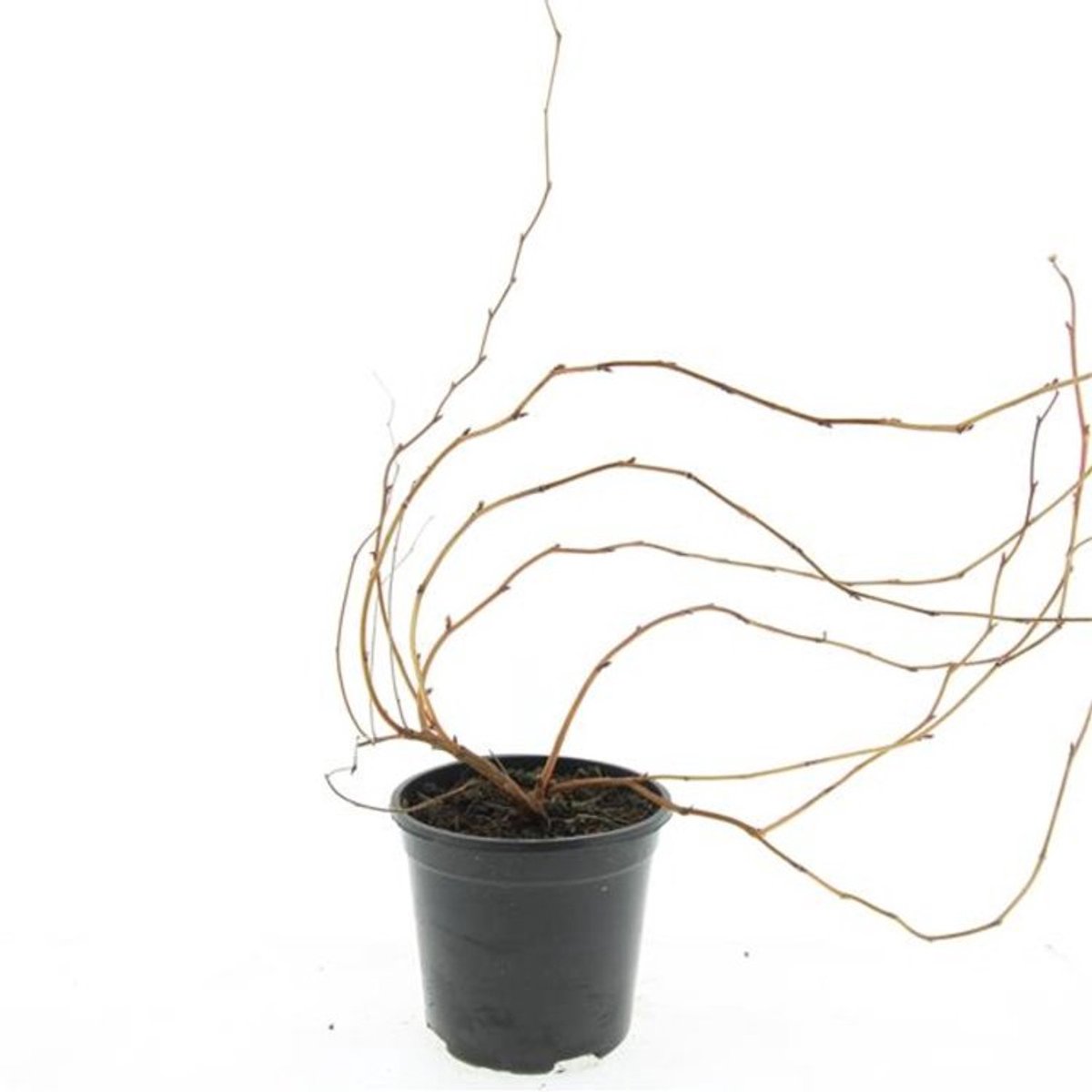 Plants Online BV - Planten - Tuinplanten - Heesters - Set van 3 - Stephanandra tanakae