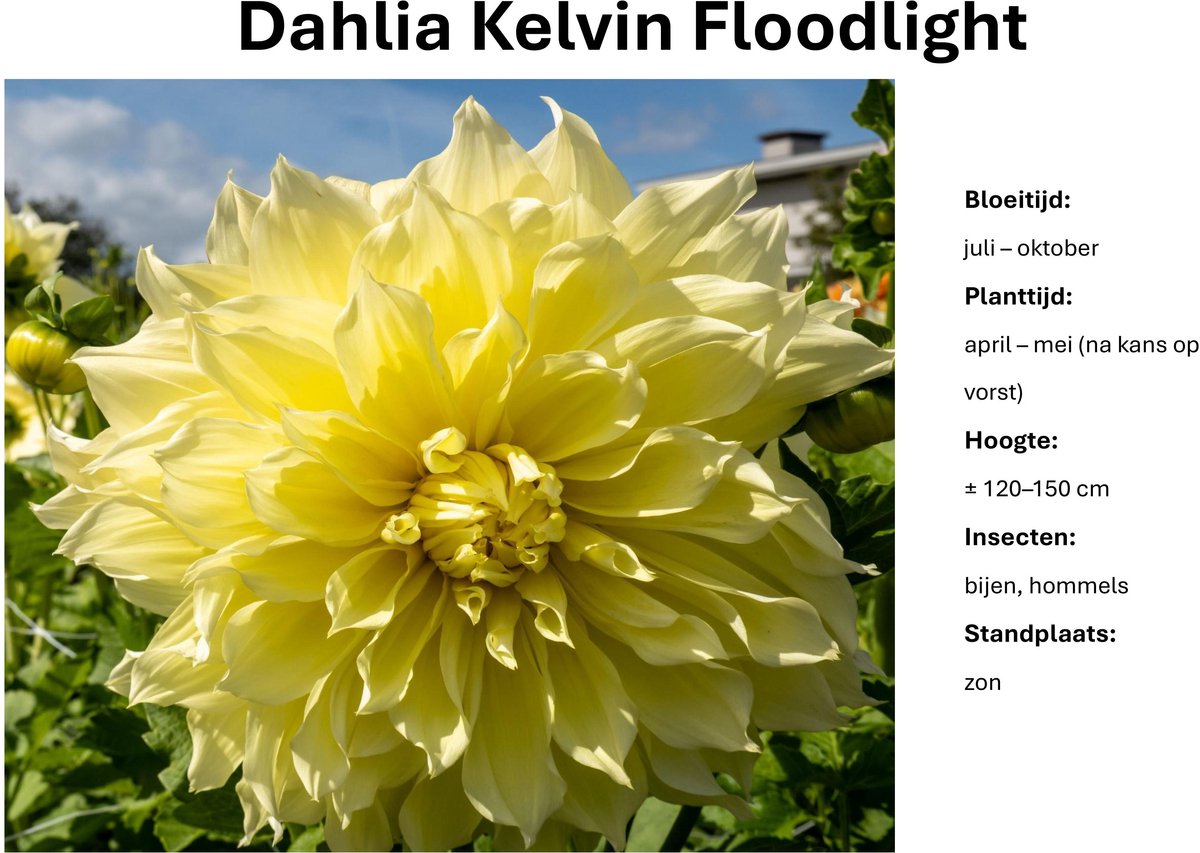 Dahlia knollen - Kelvin Floodlight - Gele Dahlia - 3 knollen