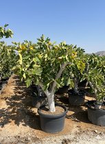 Sunny Tree - Vijgenboom - Boom - Ficus Carica Calabacita Blanca - 40 jaar oude boom- Zoete eetbare Vijg - 180 cm - Winterhard tot -18