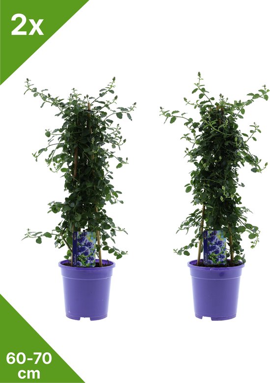 GARDENZO - 2x Amerikaanse sering (Ceanothus) XL Pyramide in 2 ltr pot 60-70 cm
