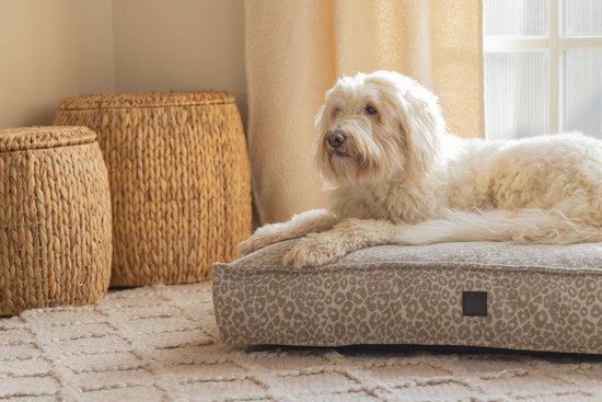 Een witte labradoodle ligt op een beige hondenmand met luipaardprint.