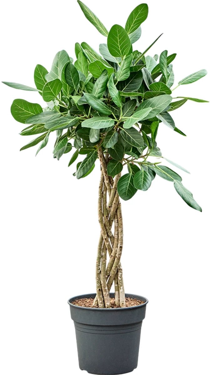 Ficus Audrey gevlochten stam plat | Banyanboom