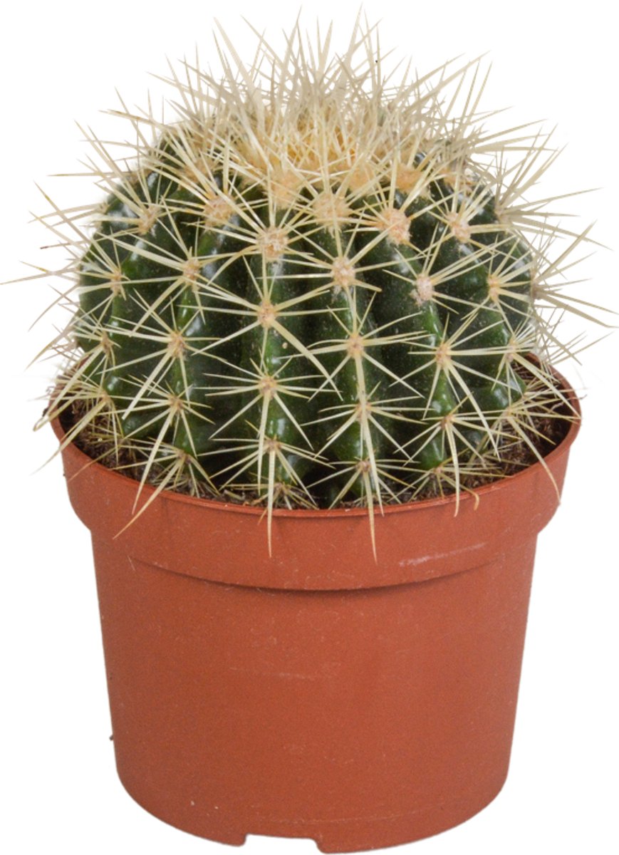 Echinocactus grusonii 12 cm cactus, kamerplant, sierplant, bloempot, balkonplant