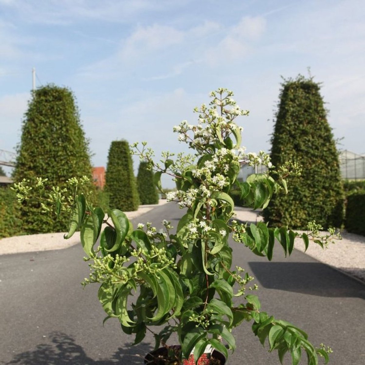 Plants Online BV - Planten - Tuinplanten - Heesters - Set van 1 - Heptacodium miconioides Tianshan
