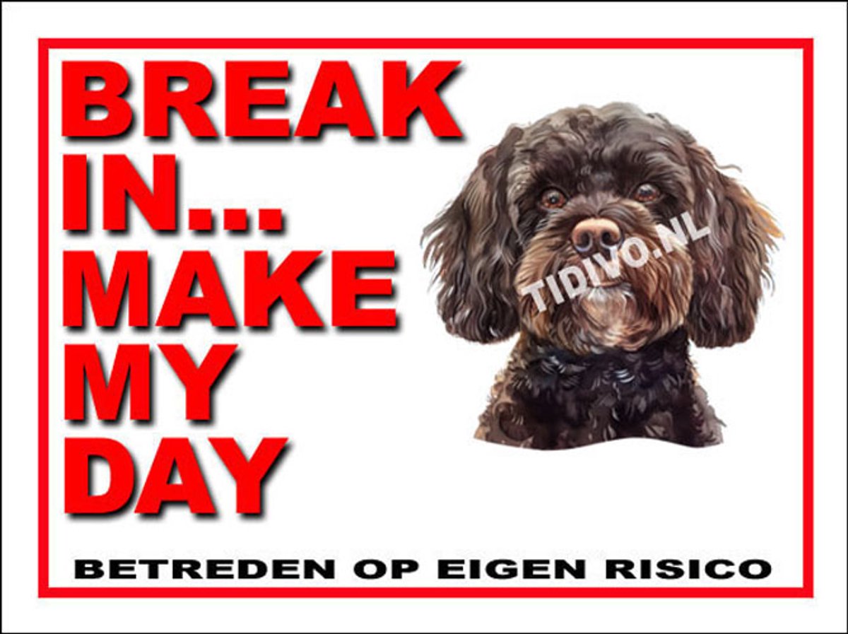 Cavapoo 1
