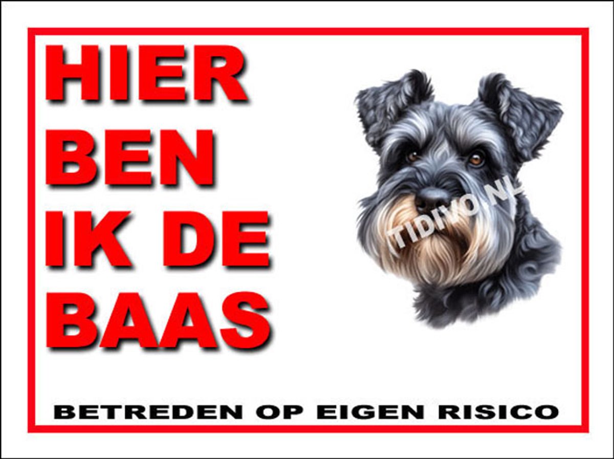 Cesky Terrier 2