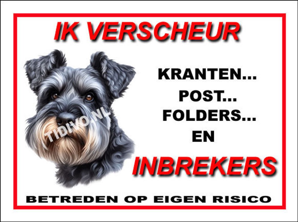 Cesky Terrier 8