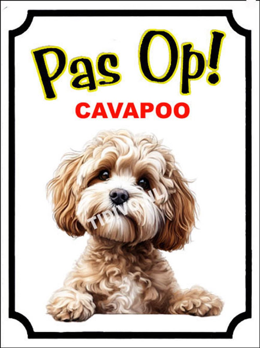 Cavapoo 16