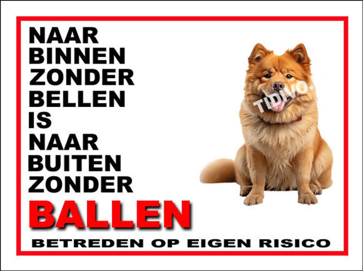 Chow Chow 11
