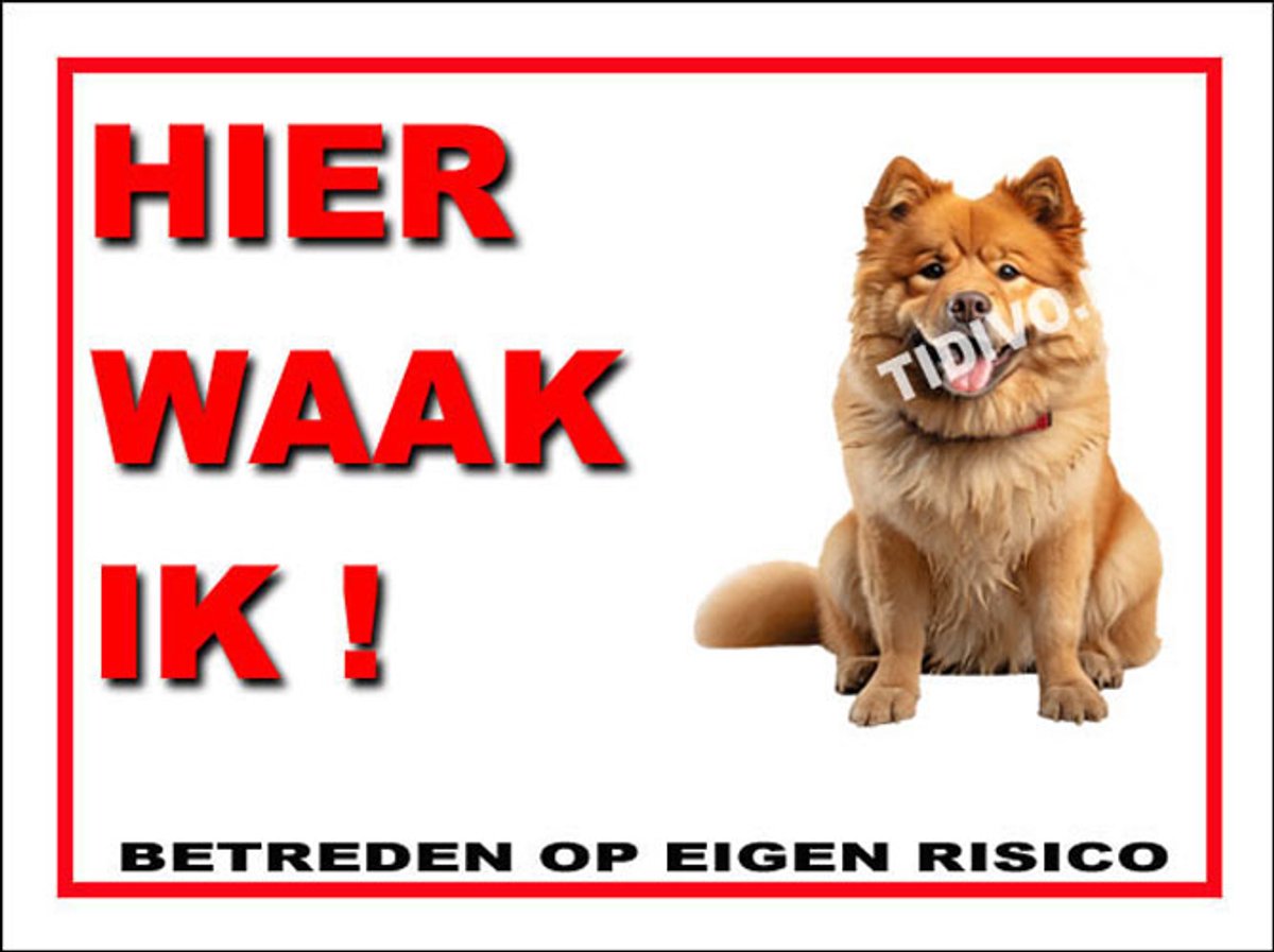 Chow Chow 3