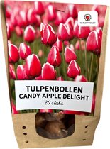 Tulpenbollen Candy Apple Delight – 20 Stuks | KH Bloembollen® | Rood-Witte Tulp – Frisse & Vrolijke Mix – Cadeau voor Tuin of Pot – Maat 11/12 – Vers van de Teler!