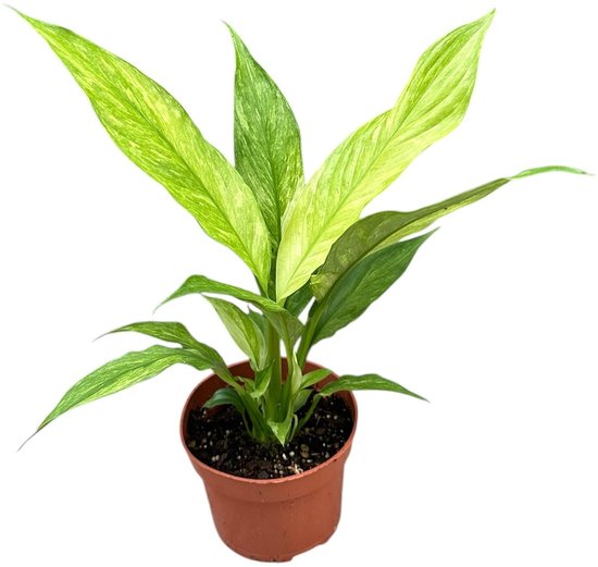 Spathiphyllum Aurea Kamerplant Potmaat Ø10,5 cm |Vers Van De Kweker