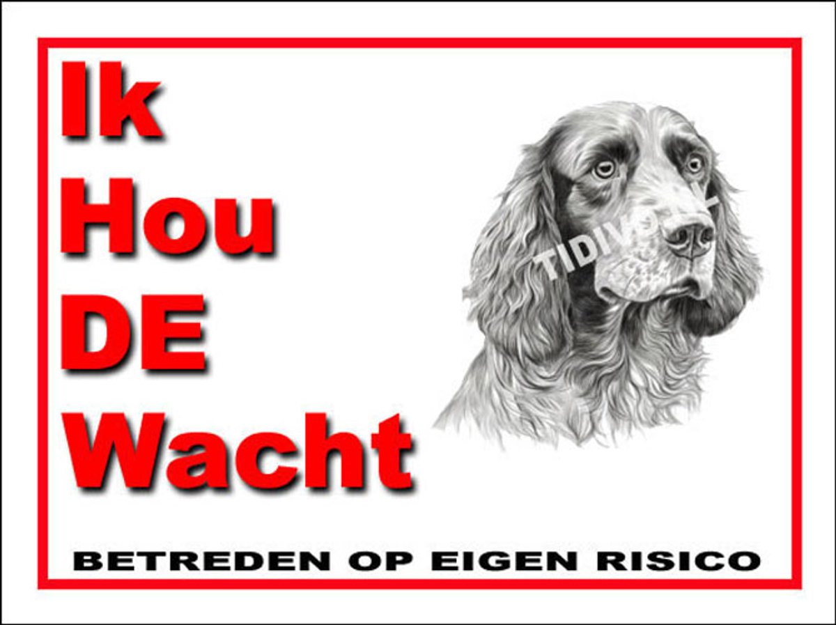 Clumber Spaniel 7