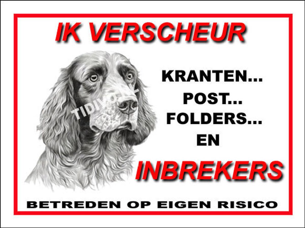 Clumber Spaniel 8