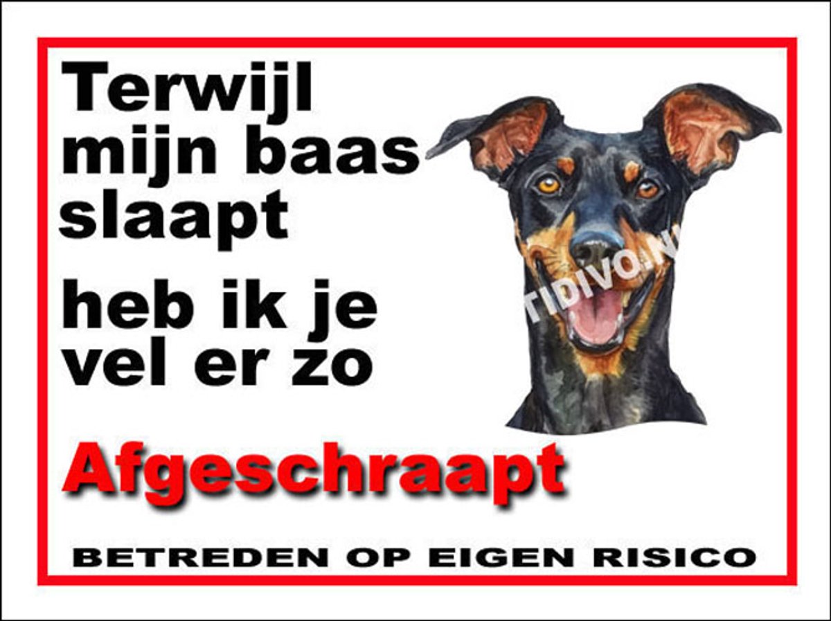 Duitse Pinscher 15