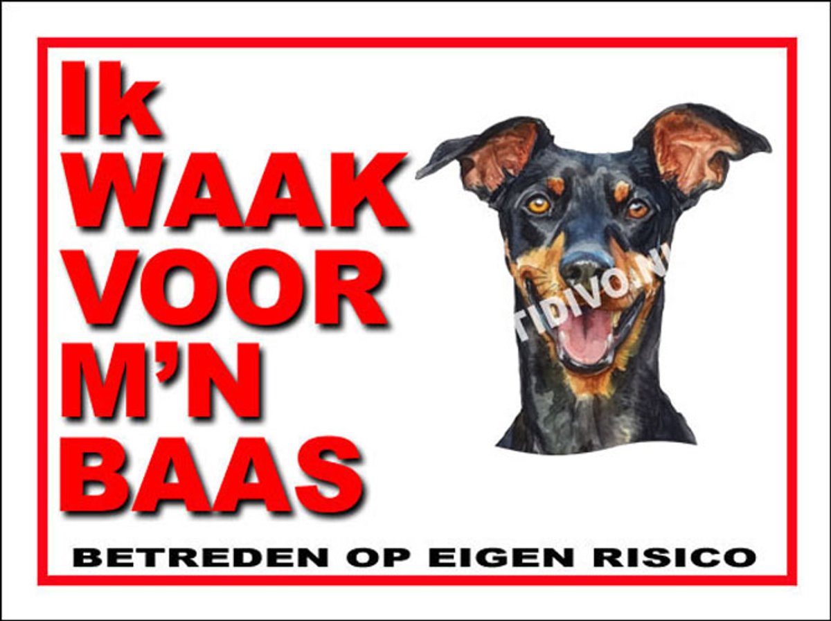 Duitse Pinscher 9