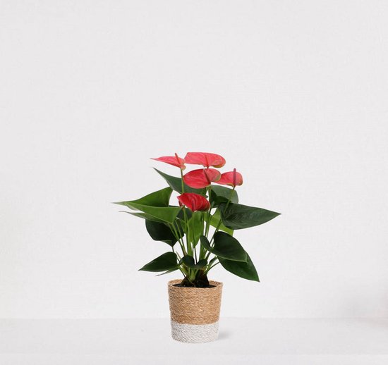 Anthurium Roze in siermand Amber wit – bloeiende kamerplant – flamingoplant – 40-50cm - Ø13 – geleverd met plantenpot – vers uit de kwekerij