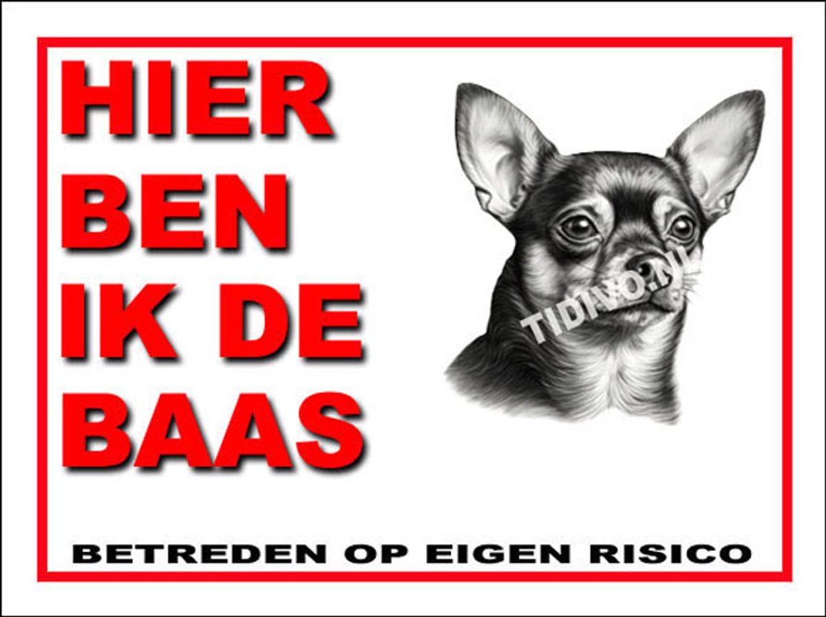 Chihuahua, korthaar 2