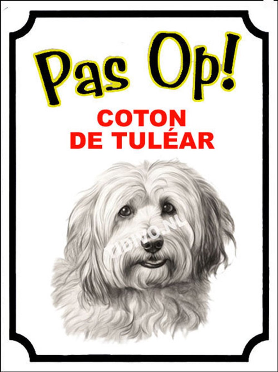Coton de Tuléar 16