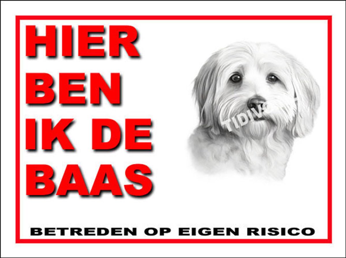Coton de Tuléar 2