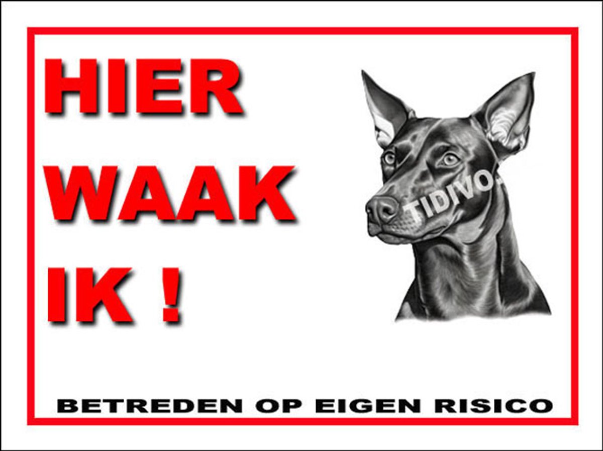 Duitse Pinscher Dwerg 3