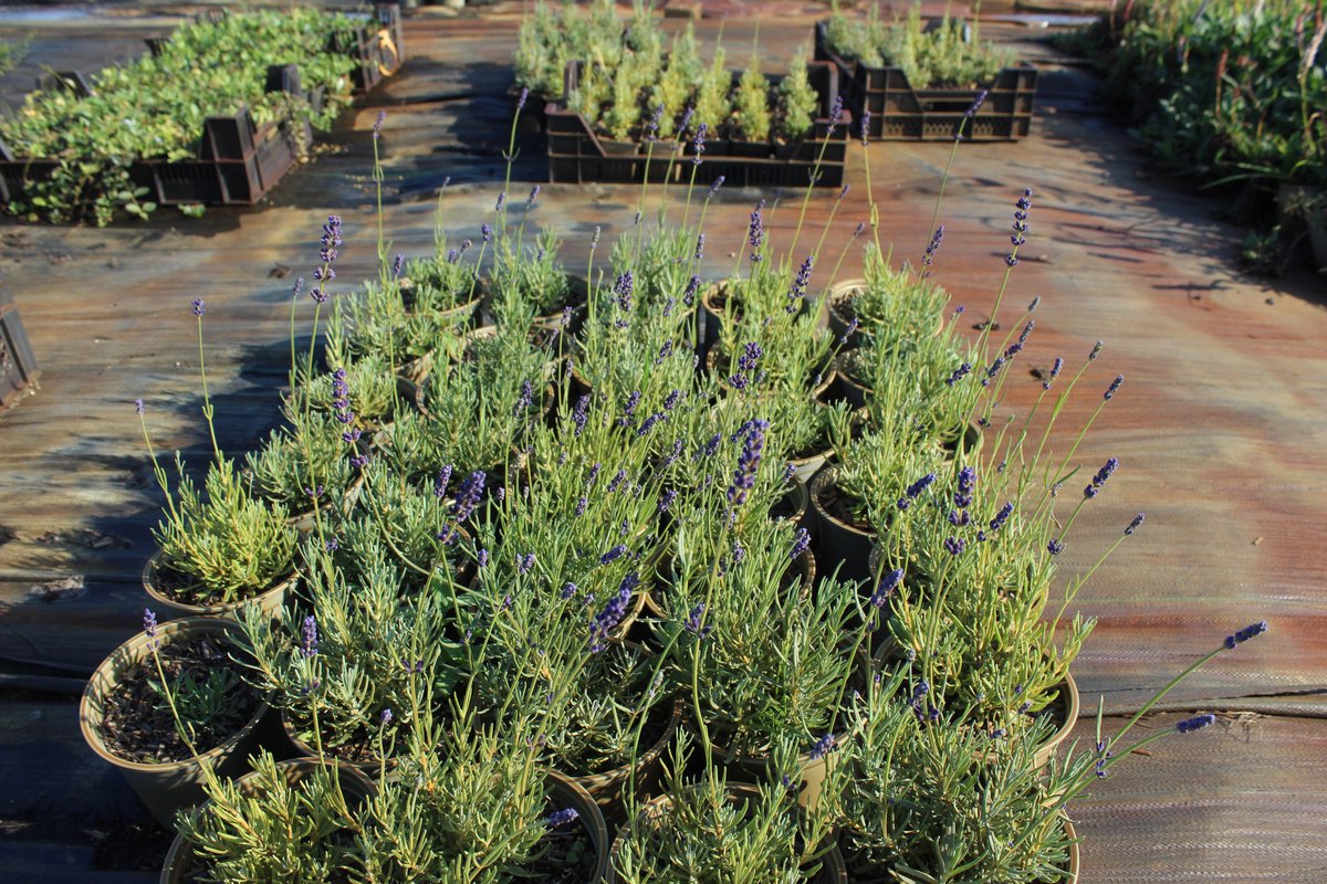 6 stuks - Lavandula angustifolia 'Hidcote' – Lavendel - P9 (9X9)
