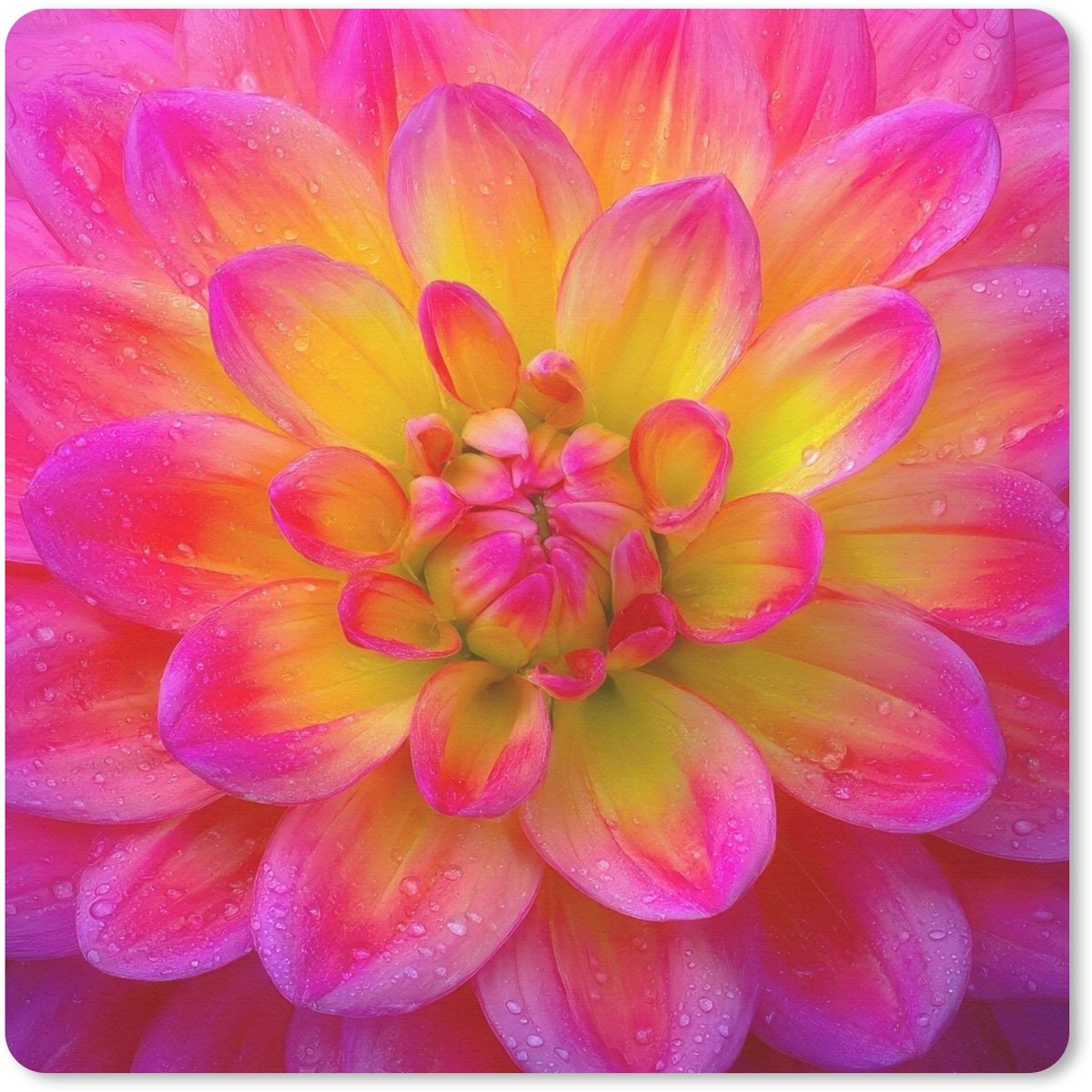 Muismat 30x30 cm - Mousepad Roze - Dahlia - Kleurrijk - Muismatten