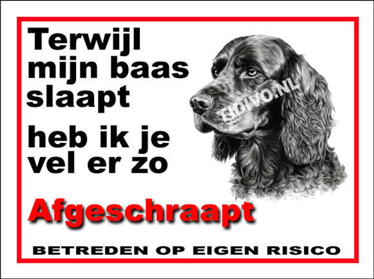 Engelse Cocker Spaniel 15