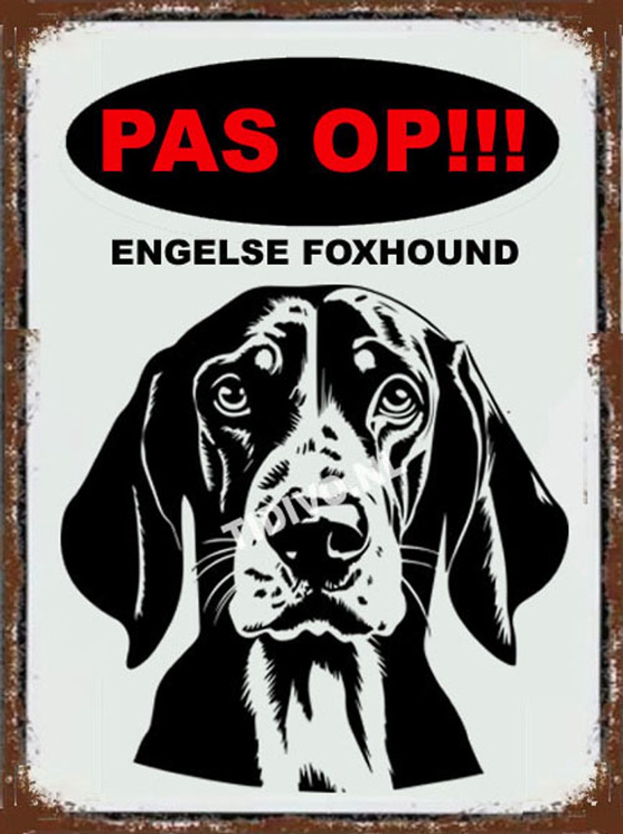 Engelse Foxhound 17