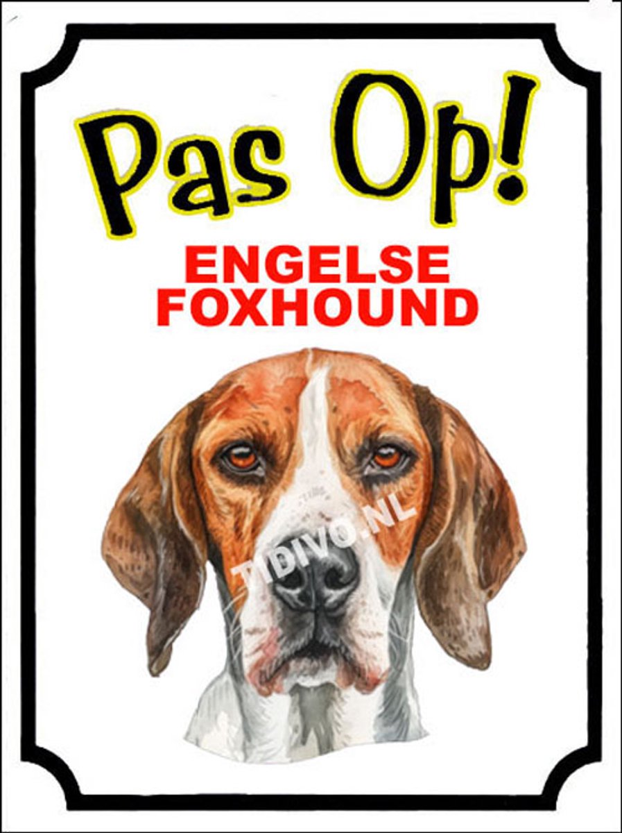 Engelse Foxhound 16