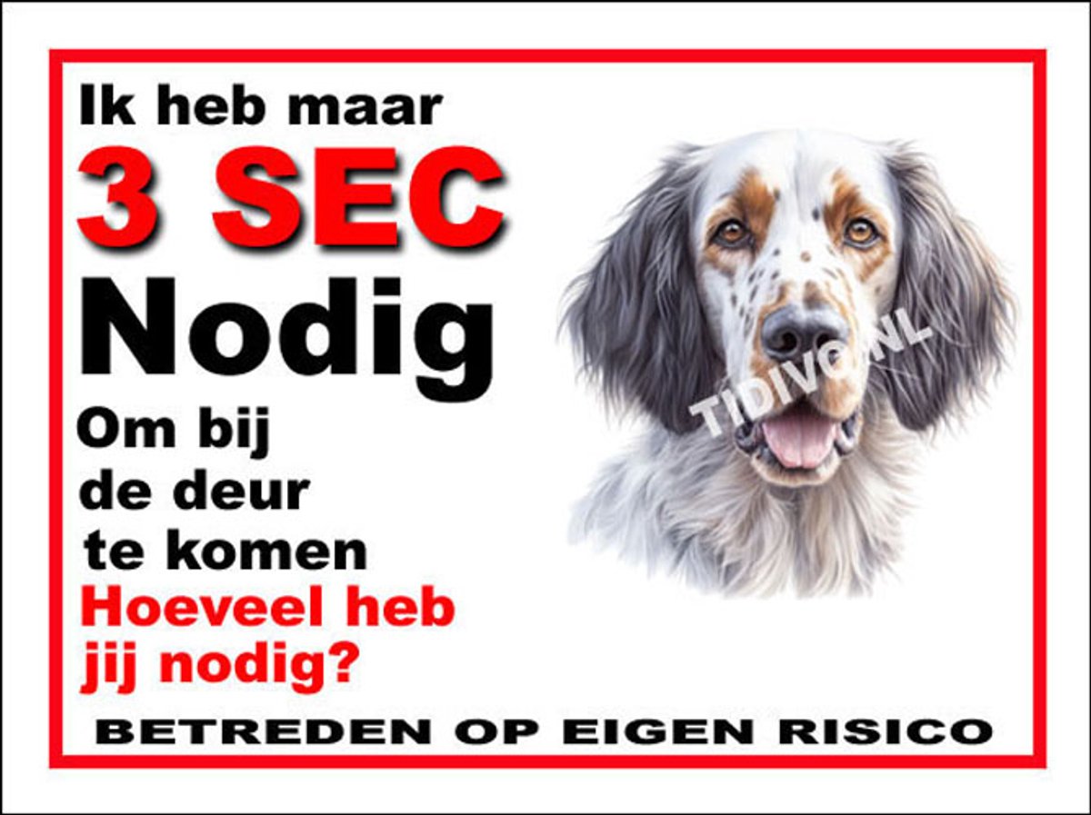 Engelse Setter 6