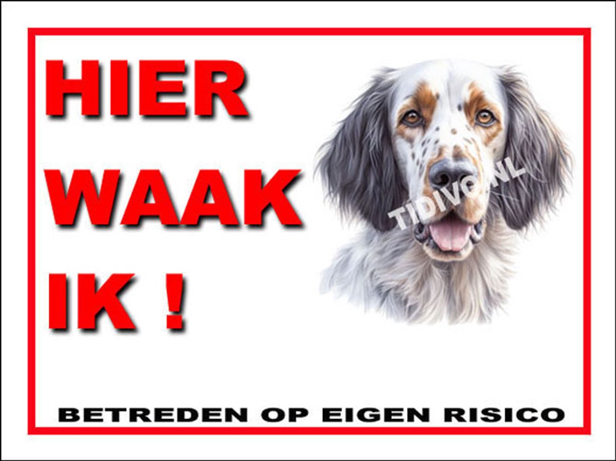Engelse Setter 3