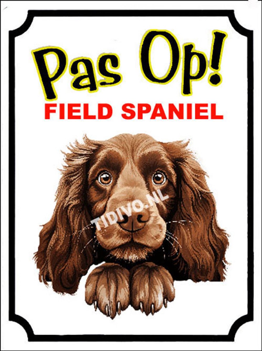 Field Spaniel 16