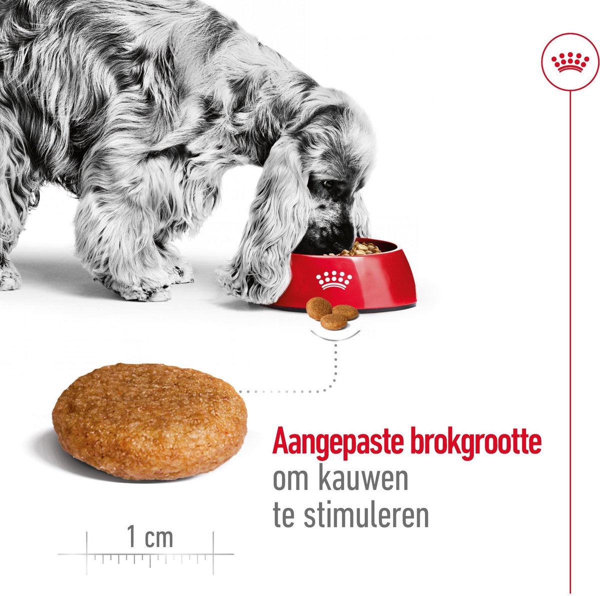 Royal Canin - Voeding Middelgrote Honden thumbnail 2
