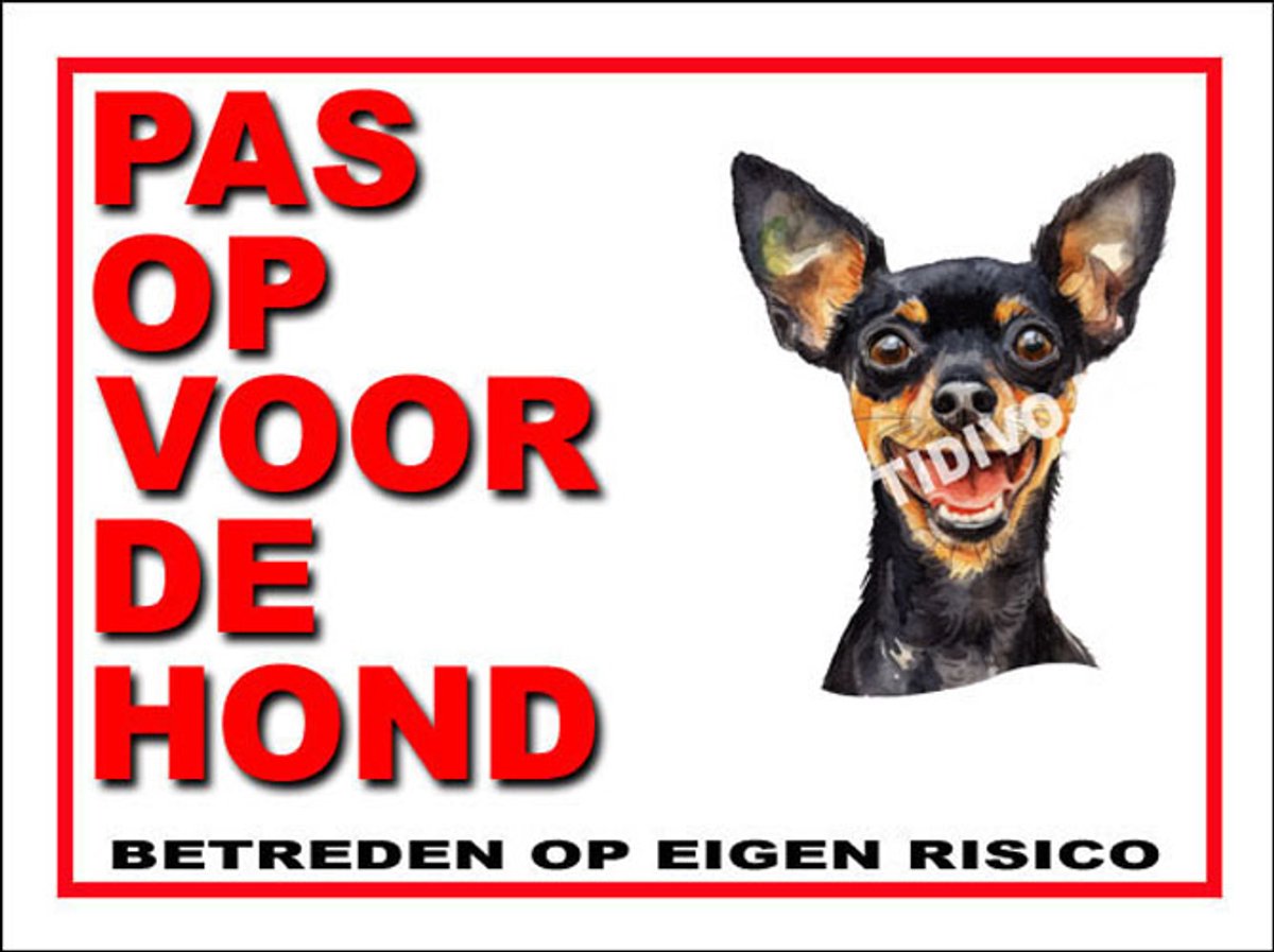 Engelse Toy Terrier 13