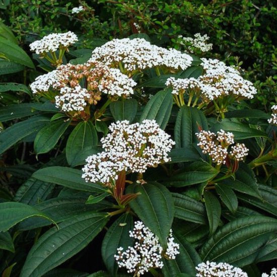 Davids sneeuwbal (Viburnum Davidii) - Sneeuwbal - Vaste planten - Groenblijvend - Winterbloeiers - Voorjaarsbollen - bloeit in April / Mei